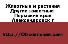 Животные и растения Другие животные. Пермский край,Александровск г.